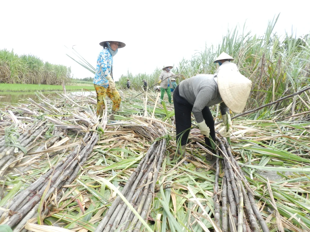 ĐBSCL: Mía đầu vụ lãi 50-80 triệu đồng/ha